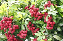 Load image into Gallery viewer, Puspita Nursery Thai Litchi Sweet Healthy & Fresh Live Plant Short Time Fruit.