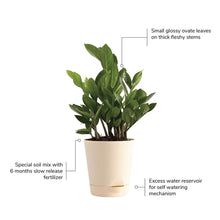 Load image into Gallery viewer, Puspita Nursery ZZ Plant, Zamia Air Purifer Plant With Pot (Zamioculcas Zamiifolia)