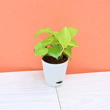 Load image into Gallery viewer, Golden Pothos Online, Money Plant, Indoor Plants, Air Purifying Indoor Plants