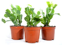 Load image into Gallery viewer, Puspita Nursery Zygo Cactus Christmas Flower Indoor Plant with Pot