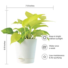 Load image into Gallery viewer, Golden Pothos Online, Money Plant, Indoor Plants, Air Purifying Indoor Plants