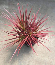 Load image into Gallery viewer, Puspita Nursery Dracaena marginata Plant Live Indoor red Color or Multicolor Plant with Pot
