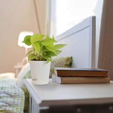 Load image into Gallery viewer, Golden Pothos Online, Money Plant, Indoor Plants, Air Purifying Indoor Plants