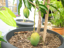 Load image into Gallery viewer, Puspita Nursery Alphonso Mango Plant – Premium Grafted Sapling for Home & Garden