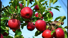 Load image into Gallery viewer, Puspita Nursery Thai Apple Plant Red Color Very Sweet & Juicy