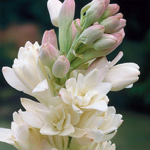 Load image into Gallery viewer, Puspita Nursery Tuberose or Rajanigandha Flower Bulbs