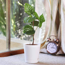 Load image into Gallery viewer, Puspita Nursery Betel Leaf Calcutta Paan Live Plant with Self Watering Pot