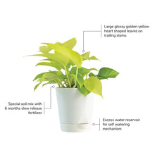 Load image into Gallery viewer, Golden Pothos Online, Money Plant, Indoor Plants, Air Purifying Indoor Plants