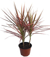 Load image into Gallery viewer, Puspita Nursery Dracaena marginata Plant Live Indoor red Color or Multicolor Plant with Pot