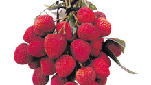 Load image into Gallery viewer, Puspita Nursery Thai Litchi Sweet Healthy & Fresh Live Plant Short Time Fruit.