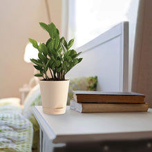 Load image into Gallery viewer, Puspita Nursery ZZ Plant, Zamia Air Purifer Plant With Pot (Zamioculcas Zamiifolia)