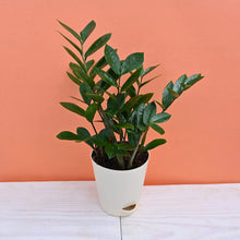 Load image into Gallery viewer, Puspita Nursery ZZ Plant, Zamia Air Purifer Plant With Pot (Zamioculcas Zamiifolia)