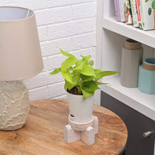 Load image into Gallery viewer, Golden Pothos Online, Money Plant, Indoor Plants, Air Purifying Indoor Plants