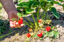 Load image into Gallery viewer, Thai Strawberry Fruit Plant Imported Tissue Culture Plant Huge Production Easy to Grow