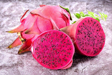 Load image into Gallery viewer, Puspita Nursery Dragon Fruit Plant Imported Thai Variety Produce Big Size Pink Color Fruit
