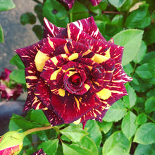 Load image into Gallery viewer, Puspita Nursery Black Rose Live Flower plant with Bud Fresh & Healthy