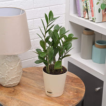 Load image into Gallery viewer, Puspita Nursery ZZ Plant, Zamia Air Purifer Plant With Pot (Zamioculcas Zamiifolia)