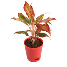 Load image into Gallery viewer, Puspita Nursery Indoor Lipstick Aglaonema Plant (Pot Included)
