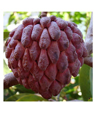 Load image into Gallery viewer, Rare Thai Sugar-Apple Sitafal fruit Plant (Annona squamosa) Rare Variety Fresh & Healthy Plant