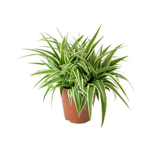Load image into Gallery viewer, Puspita Nursery Chlorophytum Spider Plant For Office,Home Decor