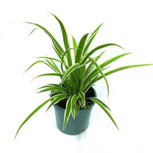 Load image into Gallery viewer, Puspita Nursery Chlorophytum Spider Plant For Office,Home Decor