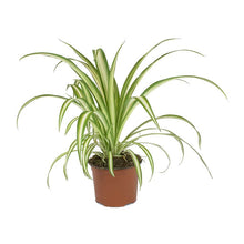 Load image into Gallery viewer, Puspita Nursery Chlorophytum Spider Plant For Office,Home Decor