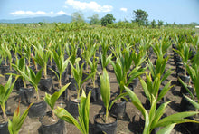 Load image into Gallery viewer, Vietnam Coconut Tree Mekong Delta Vietnam Dwarf Plant. Producing Fruit within 2 Years.