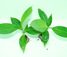 Load image into Gallery viewer, Puspita Nursery Tissue Culture Banana Kela Plant for Home Gardening Rare Variety