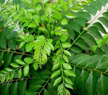 Load image into Gallery viewer, Puspita_Nursery Live Curry Leaves Sweet Neem Plant