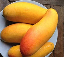 Load image into Gallery viewer, Puspita Nursery Mahachanak Mango Plant-Grafted Rare Variety