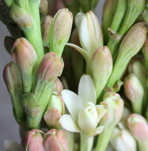 Load image into Gallery viewer, Puspita Nursery Tuberose or Rajanigandha Flower Bulbs