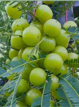 Load image into Gallery viewer, Grafted Thai Amla Sweet Gooseberry Phyllanthus Emblica Nelli Amlika Usiri Live Plant Fresh & Healthy
