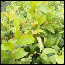 Load image into Gallery viewer, Puspita Nursery Seedless Thai Apple Ber Plant – High-Yield, Sweet & Crisp Exotic Fruit Tree Produce Three Times Big Size Fruit