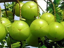 Load image into Gallery viewer, Grafted Thai Amla Sweet Gooseberry Phyllanthus Emblica Nelli Amlika Usiri Live Plant Fresh & Healthy