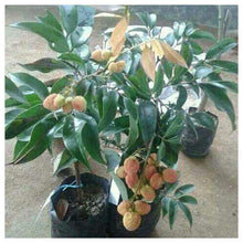 Load image into Gallery viewer, Puspita Nursery Thai Litchi Sweet Healthy & Fresh Live Plant Short Time Fruit.