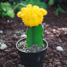 Load image into Gallery viewer, Puspita_Nursery Moon Cactus Grafted Neon Cacti Hibotan Indoor Plant with Live Yellow Flower