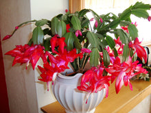 Load image into Gallery viewer, Puspita Nursery Zygo Cactus Christmas Flower Indoor Plant with Pot