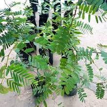 Load image into Gallery viewer, Puspita Nursery Sweet Tamarind (Grafted) - Fruit Plants & Tree