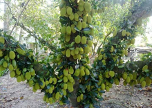 Load image into Gallery viewer, Puspita Nursery Rare Dwarf Vietnam Jackfruit Imported Live Plant Produce 2 Times Fruit in the Year