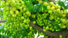 Load image into Gallery viewer, Grafted Thai Amla Sweet Gooseberry Phyllanthus Emblica Nelli Amlika Usiri Live Plant Fresh & Healthy
