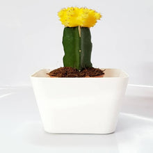 Load image into Gallery viewer, Puspita_Nursery Moon Cactus Grafted Neon Cacti Hibotan Indoor Plant with Live Yellow Flower