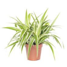 Load image into Gallery viewer, Puspita Nursery Chlorophytum Spider Plant For Office,Home Decor