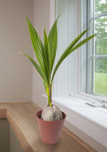 Load image into Gallery viewer, Vietnam Coconut Tree Mekong Delta Vietnam Dwarf Plant. Producing Fruit within 2 Years.