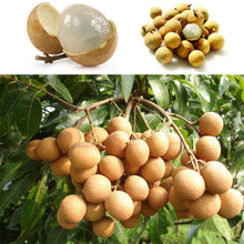 Load image into Gallery viewer, Live Longan Fruit Plant (Dimocarpus longan) – High-Yield Tropical “Dragon Eye” Tree for Home Garden & Patio | Sweet Juicy Exotic Fruit | Easy to Grow | 2–3 ft Healthy Starter Plant