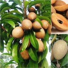 Load image into Gallery viewer, Puspita Nursery Rare Grafted Thai Chikoo (Chiku) or Sapota Hybrid Variety Live Plant.