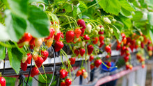 Load image into Gallery viewer, Thai Strawberry Fruit Plant Imported Tissue Culture Plant Huge Production Easy to Grow