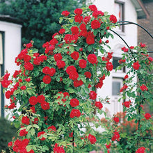 Load image into Gallery viewer, Puspita_Nursery Rare Climbing Rose Living Perennial Plant Pink Color Best for Your Loving Space