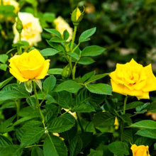 Load image into Gallery viewer, Puspita_Nursery Live Rose Plant for Indoor Outdoor Uses Ten Different Colors & Variety with Bud Ten Plants in a Pack.