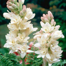 Load image into Gallery viewer, Puspita Nursery Tuberose or Rajanigandha Flower Bulbs
