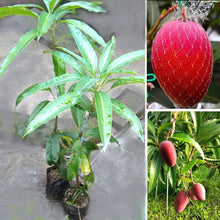 Load image into Gallery viewer, Japanese Miyazaki Mango Plant Egg of Sun Most Expensive Rare Variety Imported Plant
